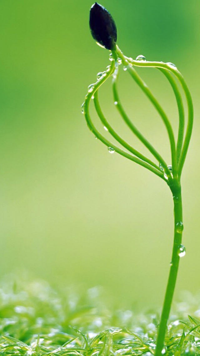 绿色护眼植物 植物花卉 风景壁纸 苹果手机高清壁纸 x