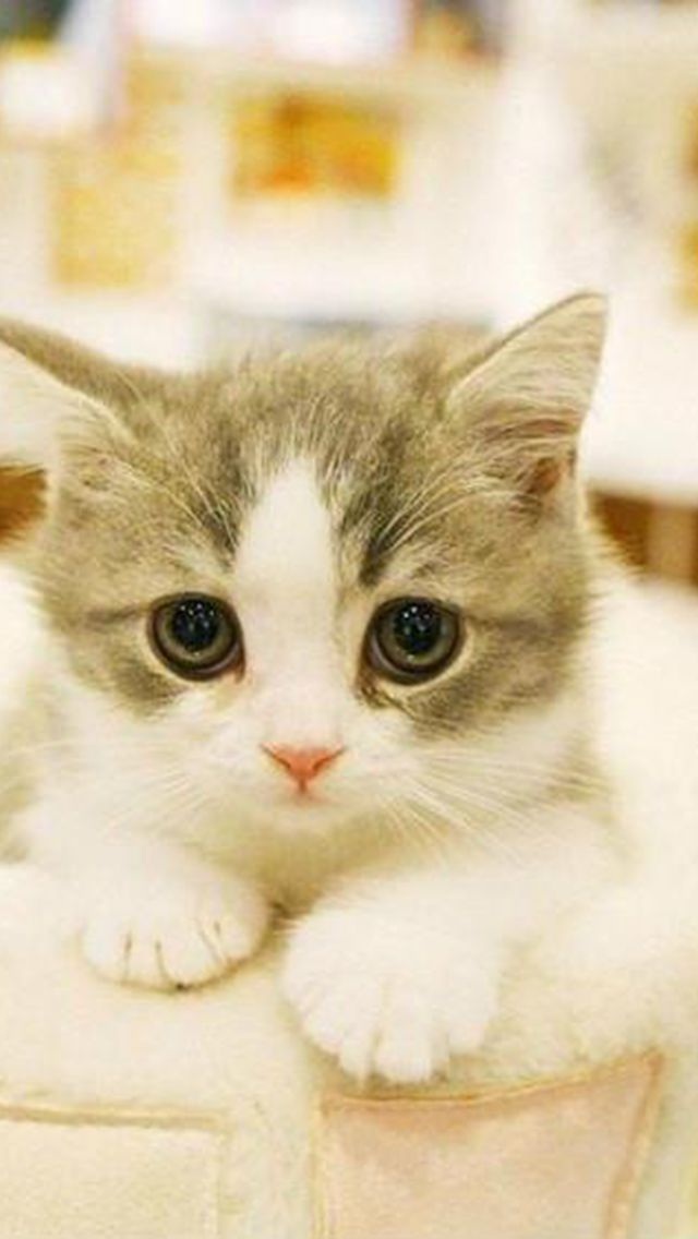 壁纸 动物 猫 猫咪 小猫 桌面 640_1136 竖版 竖屏 手机