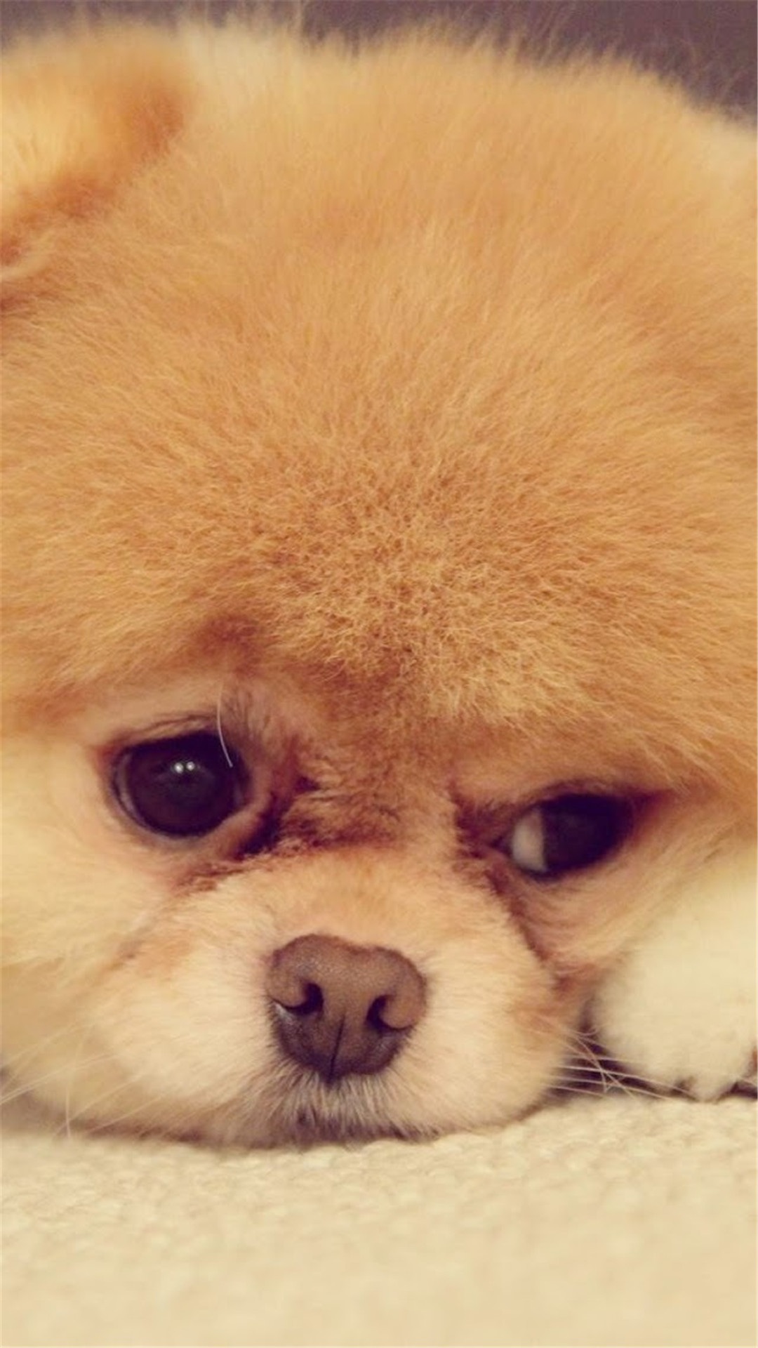 狗狗 可爱 委屈 萌宠 汪星人 苹果手机高清壁纸 1080x