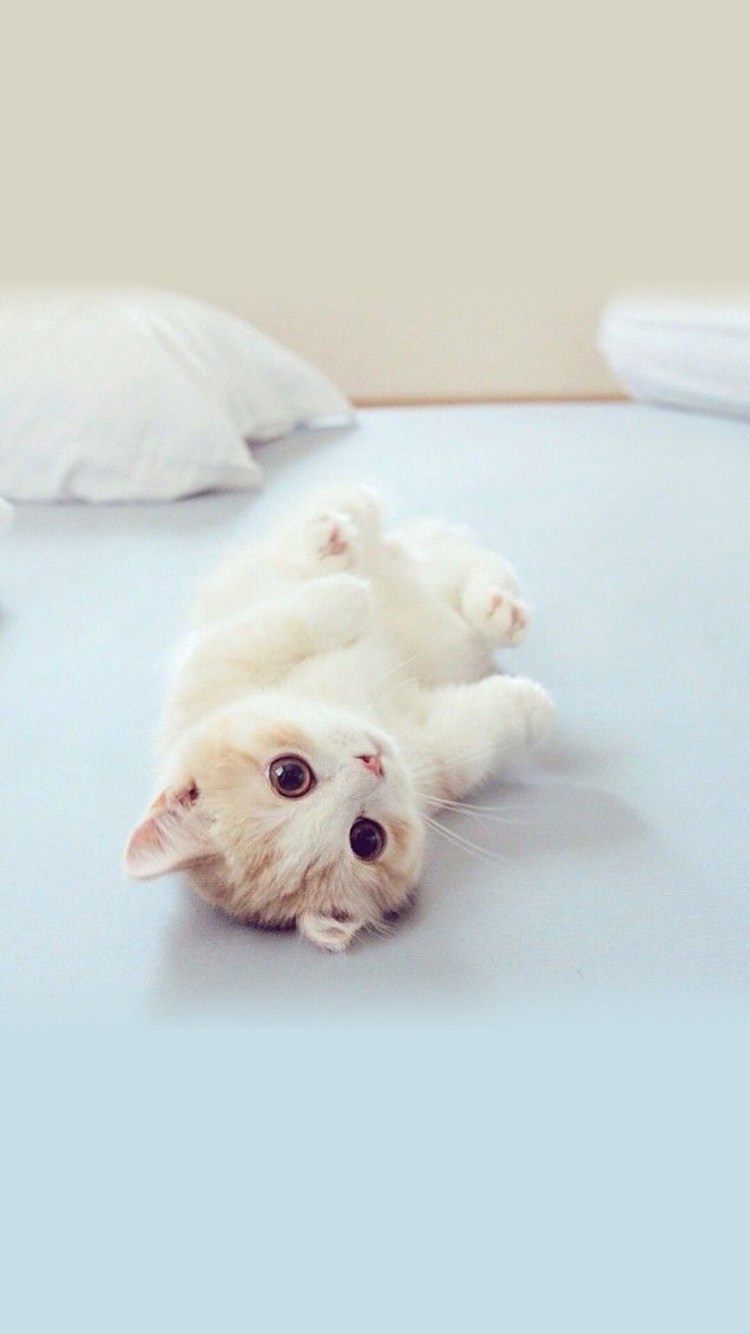 超高清可爱猫猫壁纸