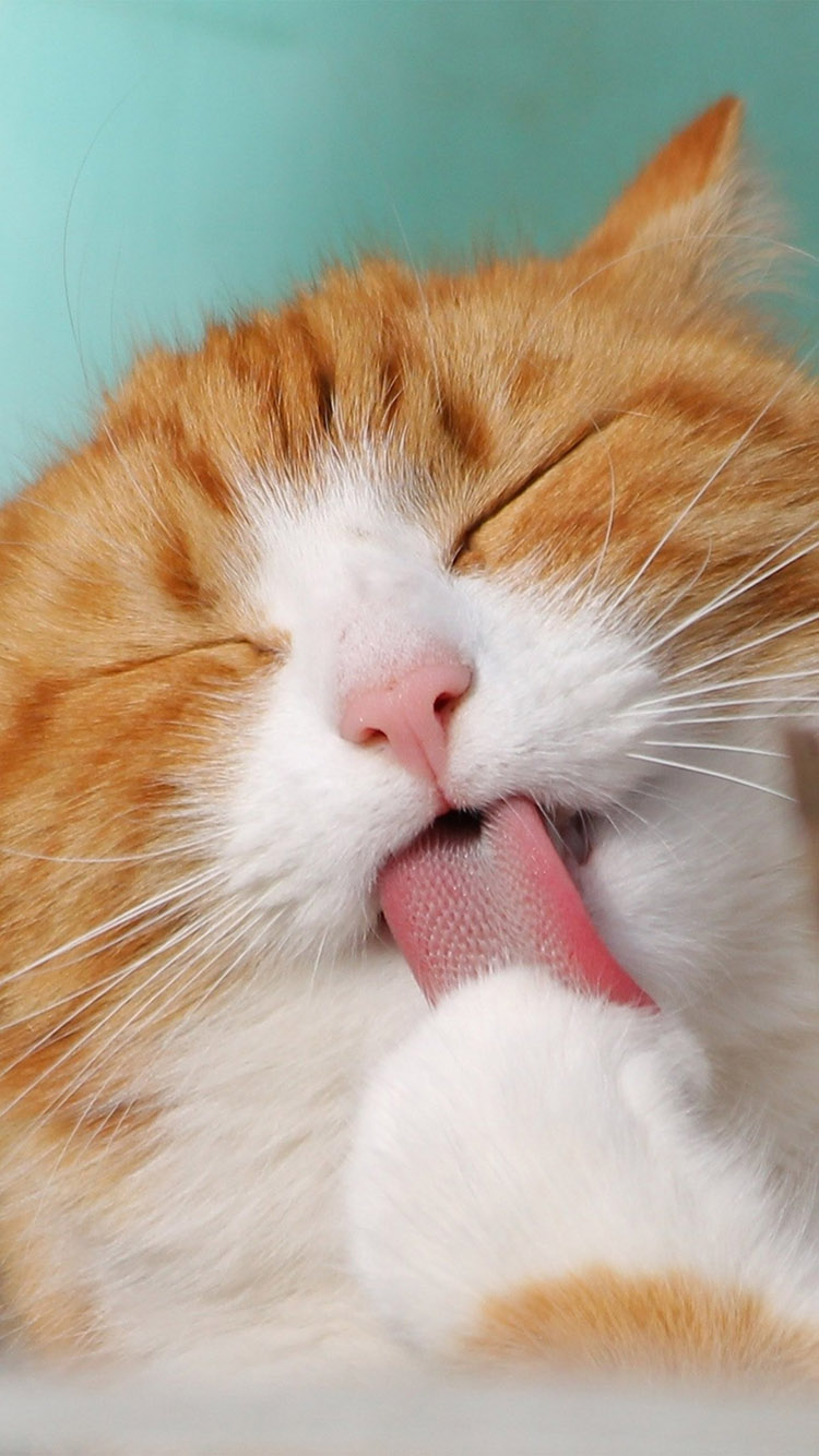 猫咪高清大图