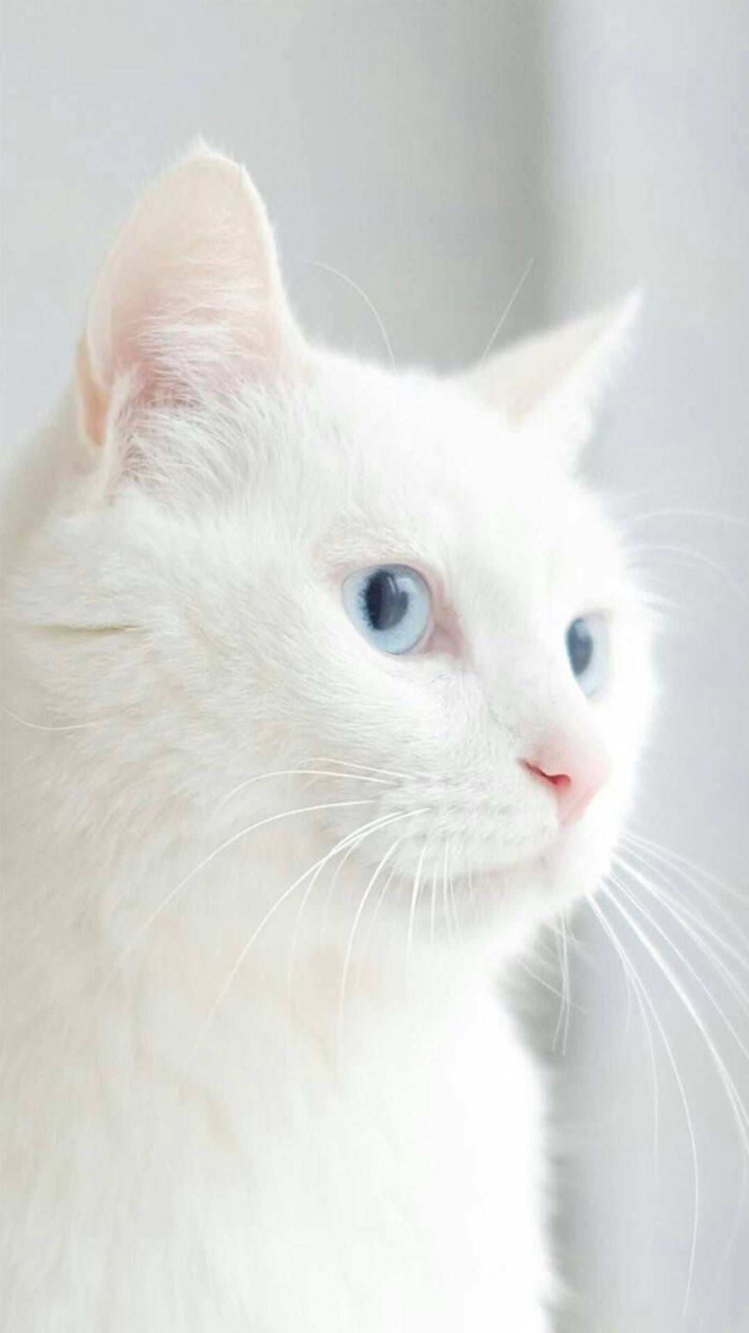 壁纸 动物 猫 猫咪 小猫 桌面 1080_1920 竖版 竖屏 手机