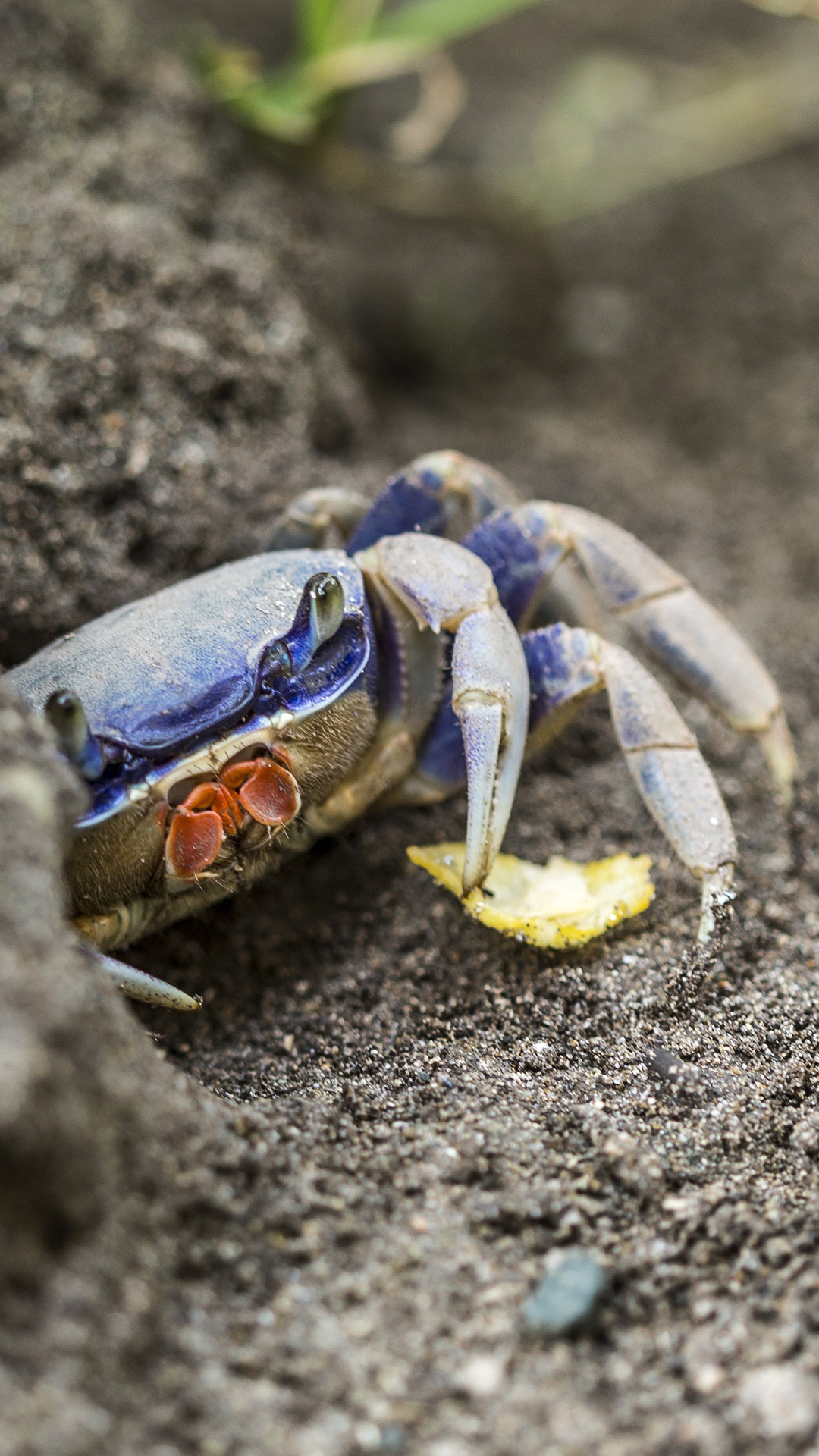 蓝色小螃蟹 海洋生物 苹果手机高清壁纸 1080x1920 - 钱柜娱乐| 首页