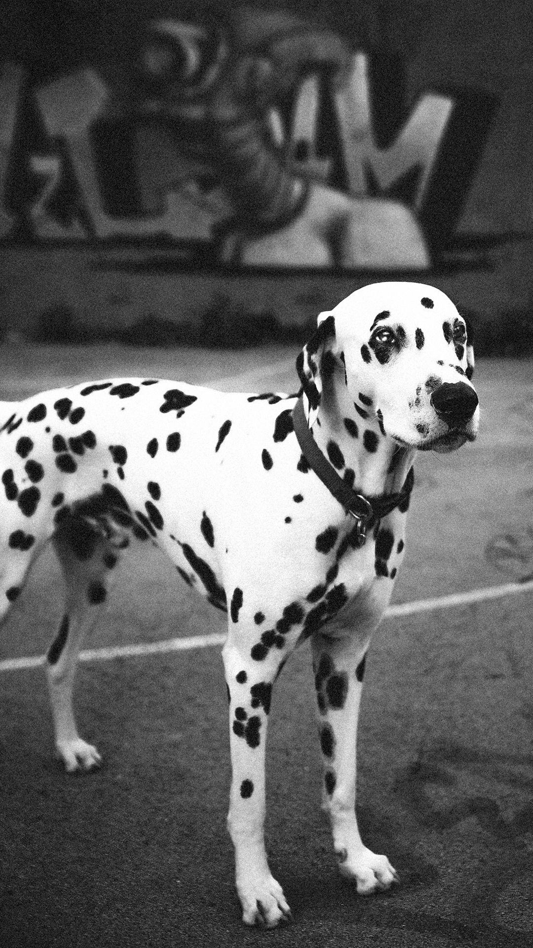 狗 宠物 斑点狗 黑白 苹果手机高清壁纸 1080x1920