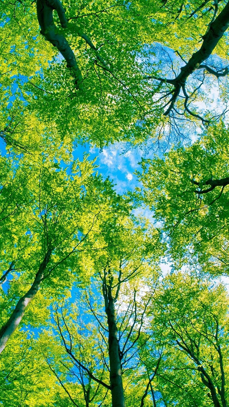 天空 树叶 树木 植物