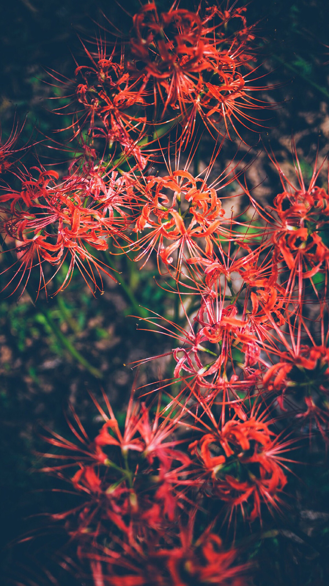 鲜花 曼陀罗花 地狱之花 苹果手机高清壁纸 1080x1920