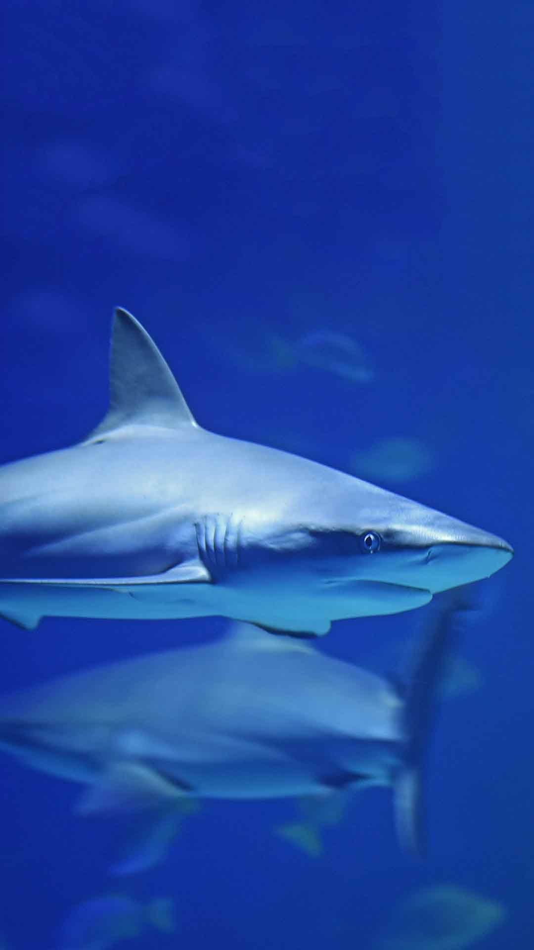 海洋生物 鲨鱼 小鲨鱼 苹果手机高清壁纸 1080x1920