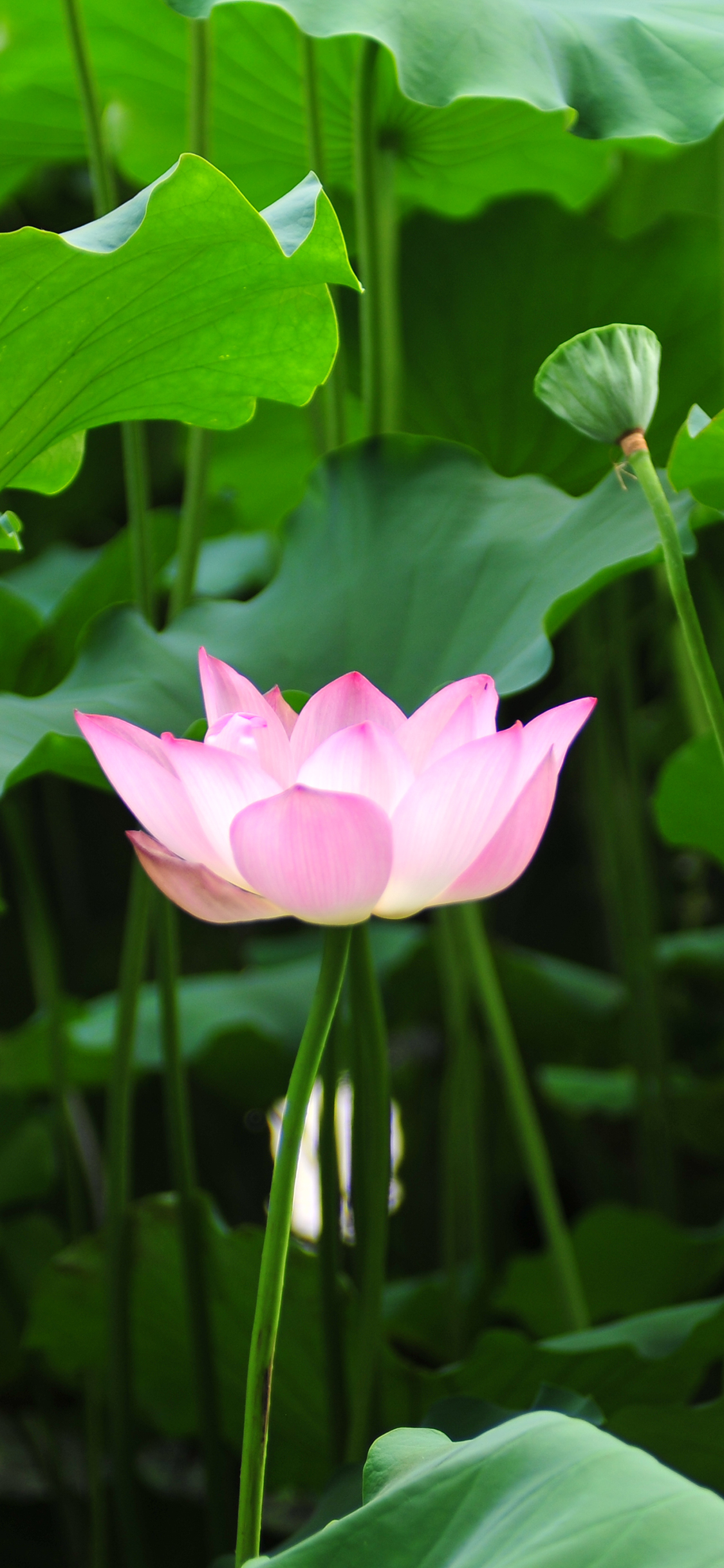 荷花 荷塘 荷叶 盛开 夏日 绿色 苹果手机高清壁纸 x