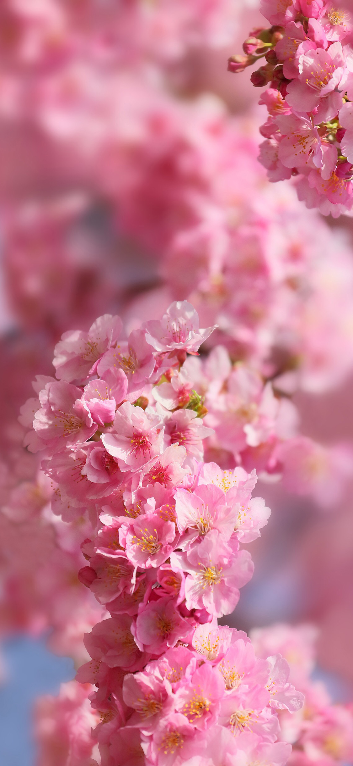 樱花 粉色 鲜花 浪漫 唯美 盛开 苹果手机高清壁纸 x
