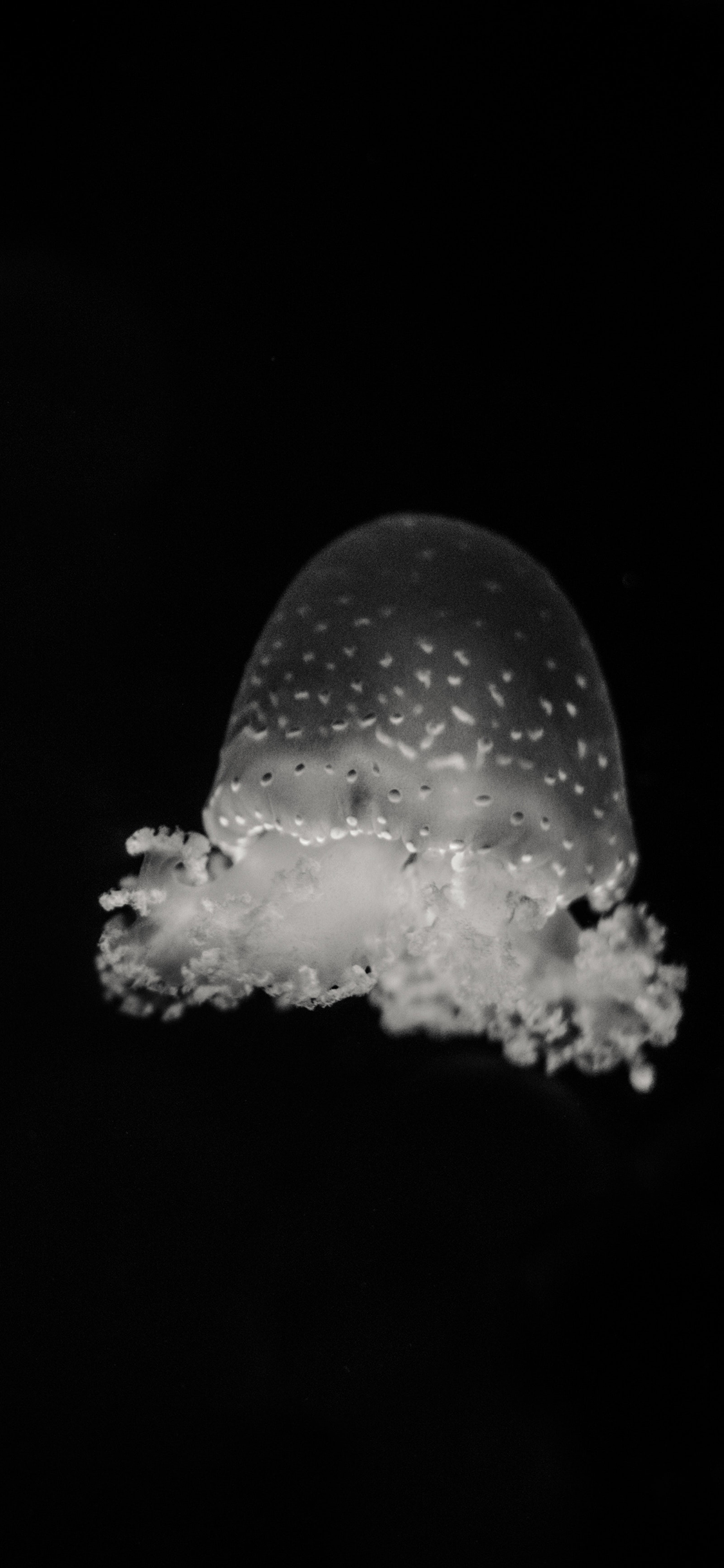 水母 海洋生物 黑白 海底 苹果手机高清壁纸 1125x2436_爱思助手