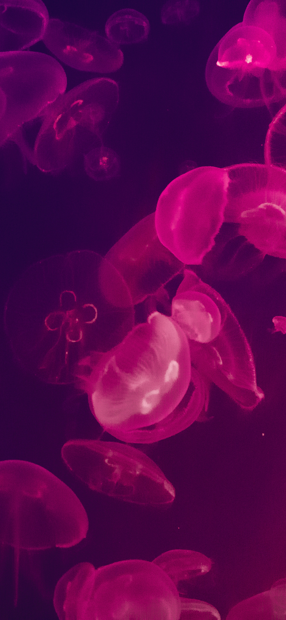 水母 荧光 海洋生物 浮游 苹果手机高清壁纸 1125x