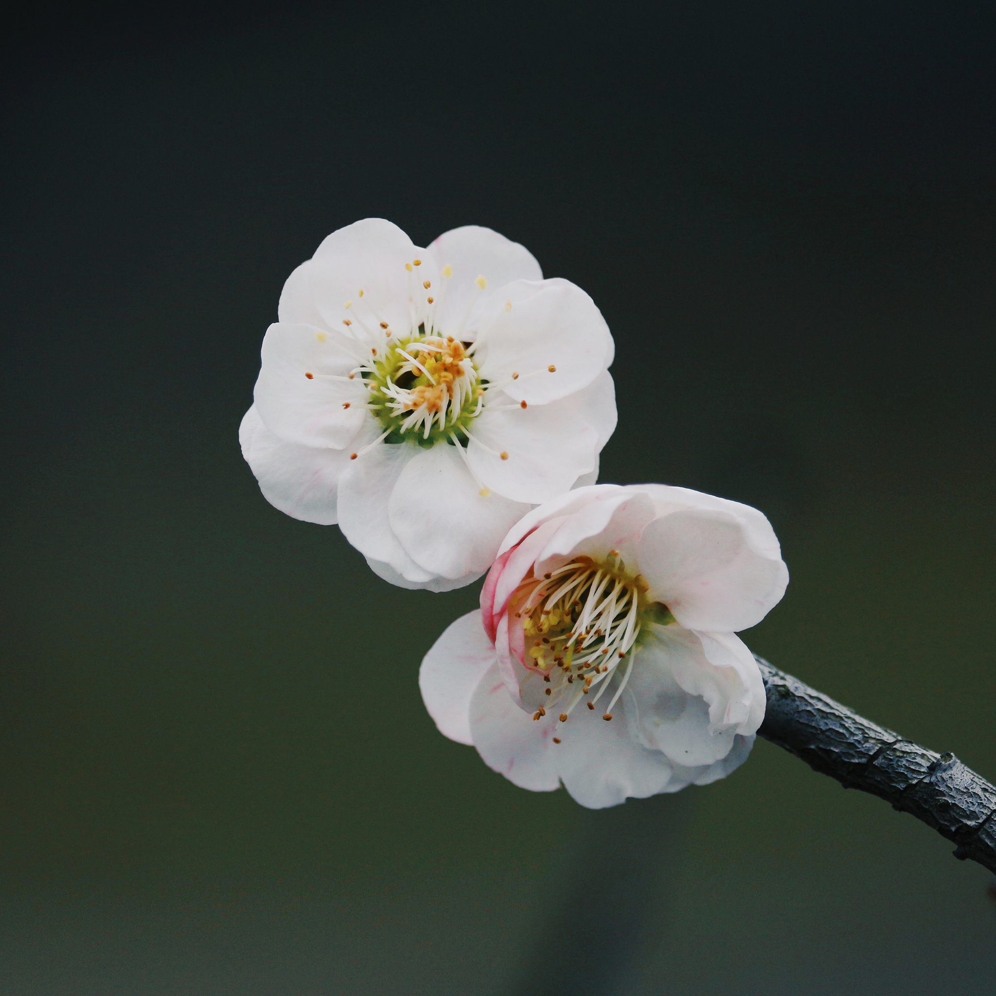 鲜花 盛开 梅花 花蕊