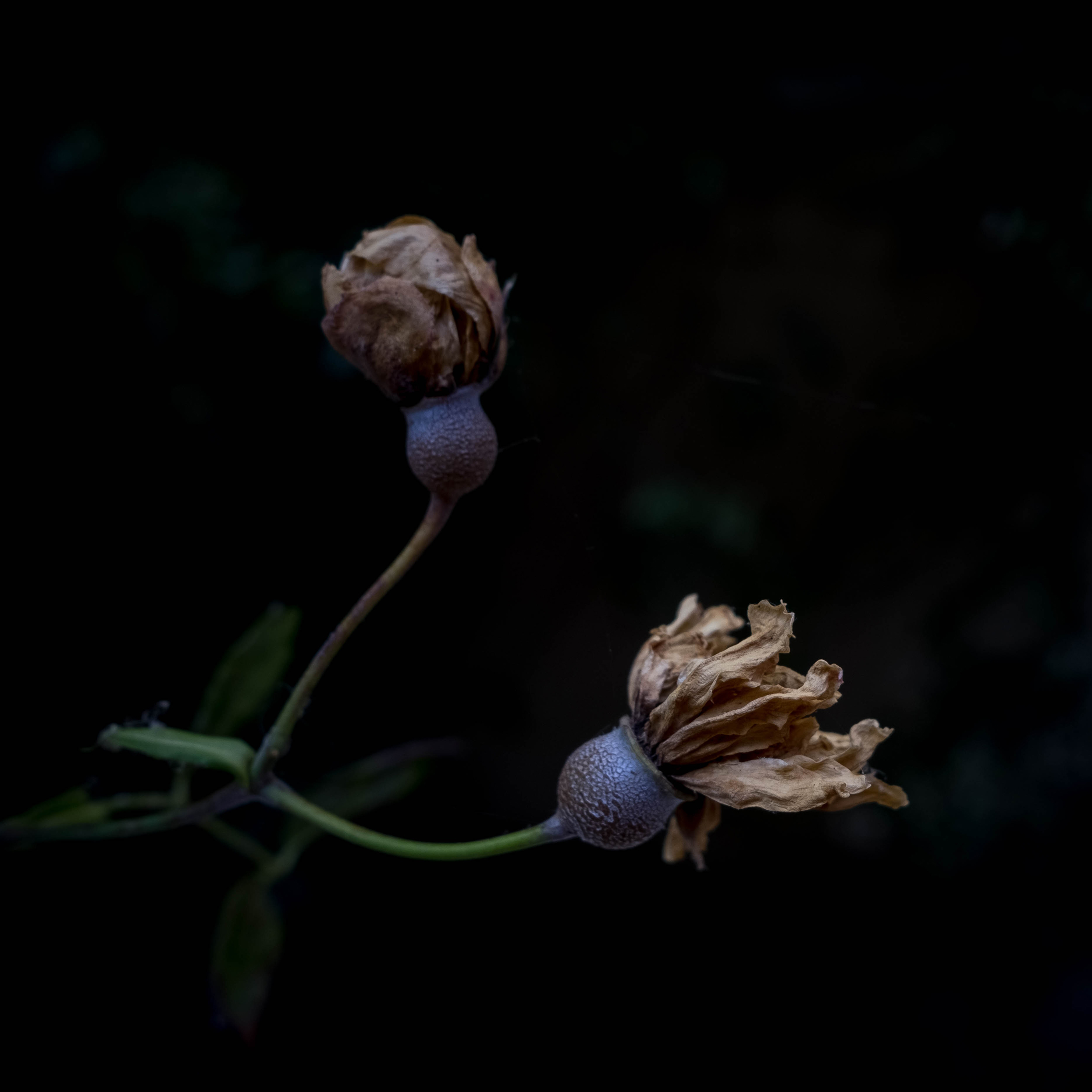 鲜花 花苞 枯萎 果实 苹果手机高清壁纸 2732x2732