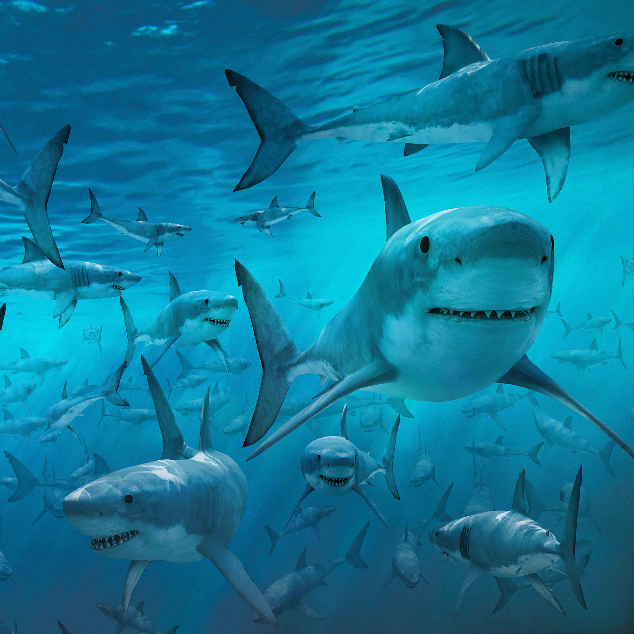 鲨鱼 尖牙 海洋生物 凶猛 游泳 苹果手机高清壁纸 x