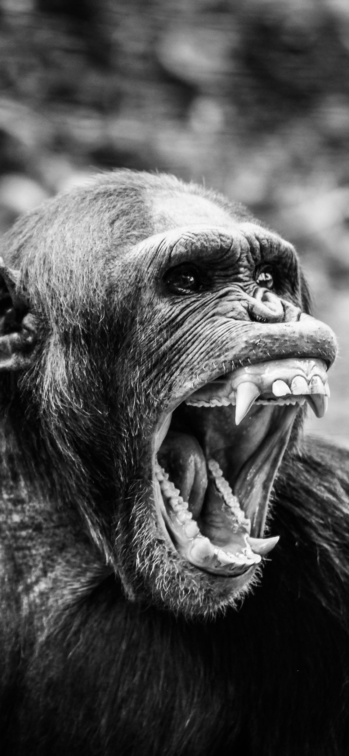 猩猩 黑白 猴子 猿类 怒吼 张嘴 尖牙 苹果手机高清 x