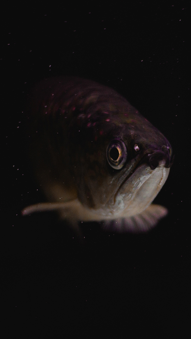 深海 鱼 游动 黑色 苹果手机高清壁纸 640x1136_爱思