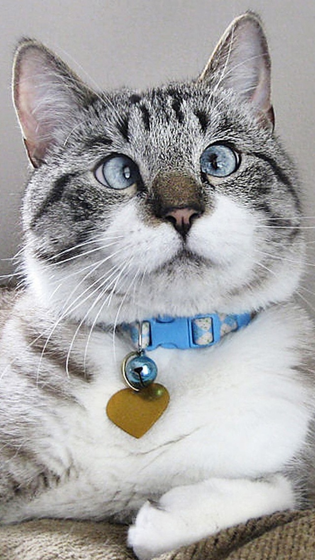 其他动物 动物 苹果手机高清壁纸 640x1136_爱