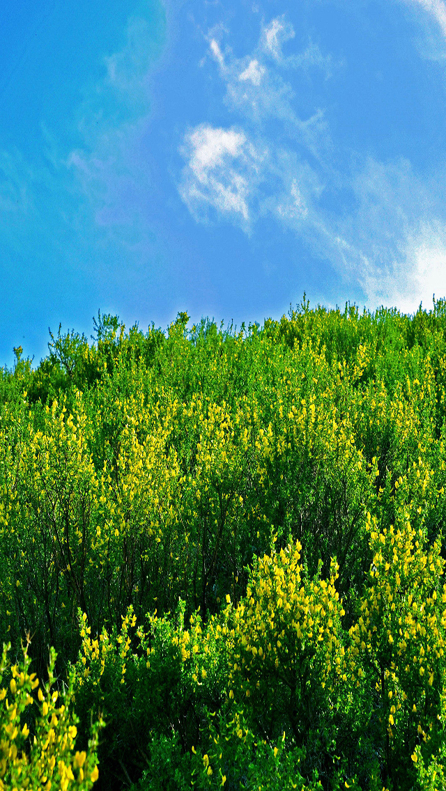 护眼屏幕绿化苹果手机高清壁纸640x1136_爱思