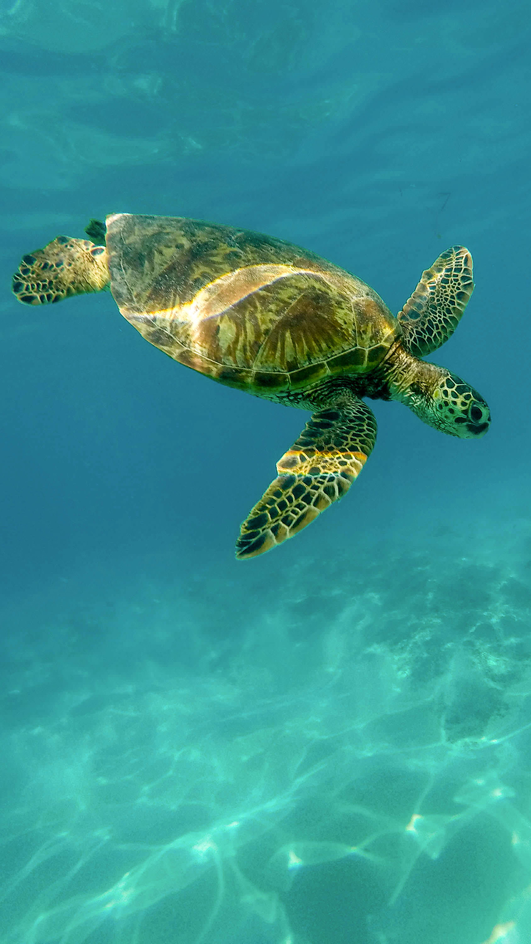 深海里的海洋生物大海龟苹果手机高清壁纸1080x19 必威体育 首页