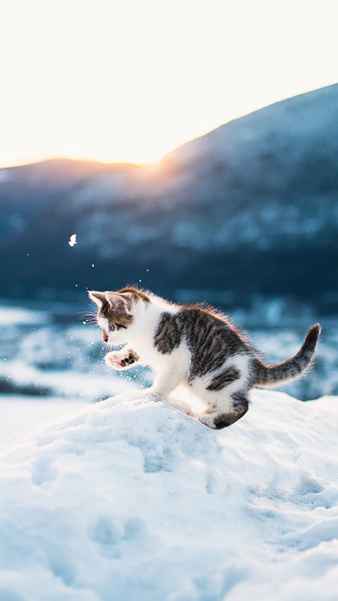 雪地里玩耍的可爱小奶猫 苹果手机高清壁纸 1