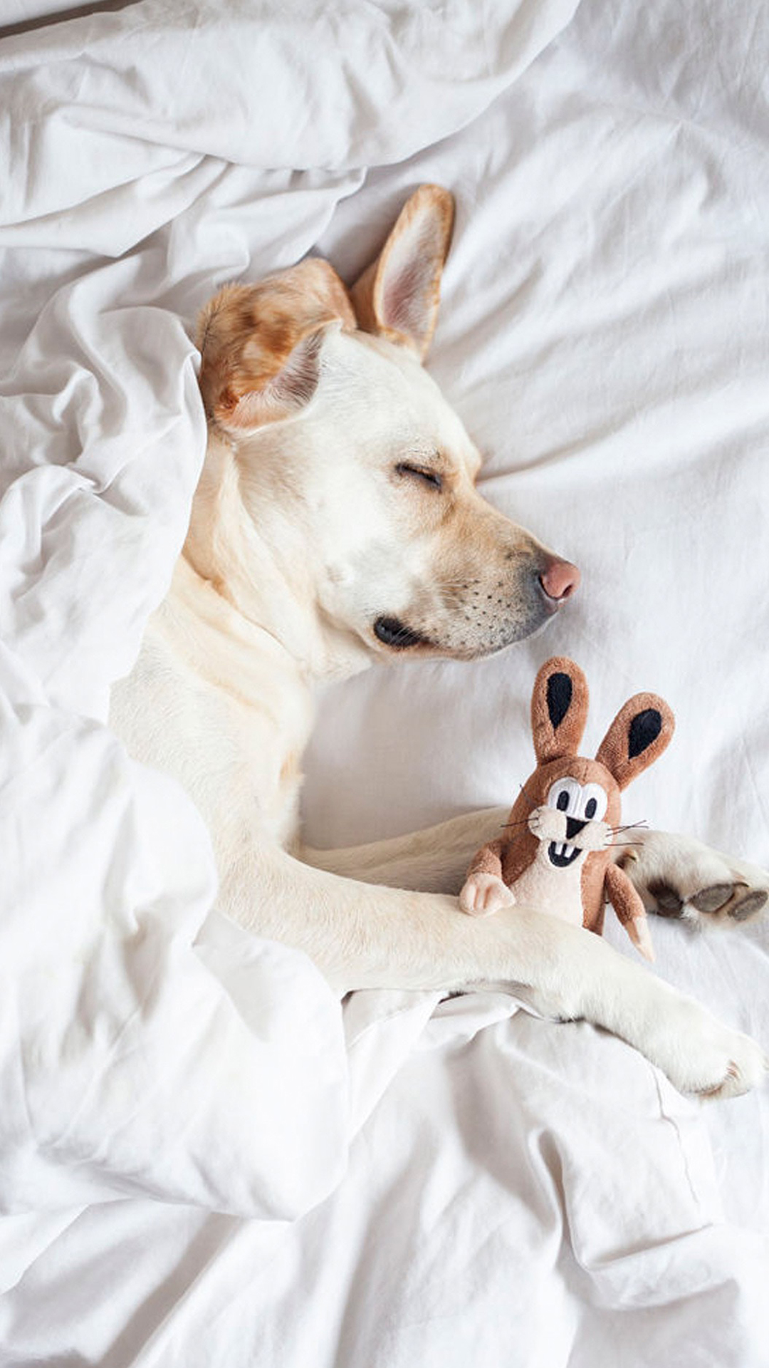 温馨可爱的宠物狗狗 睡觉 苹果手机高清壁纸 1