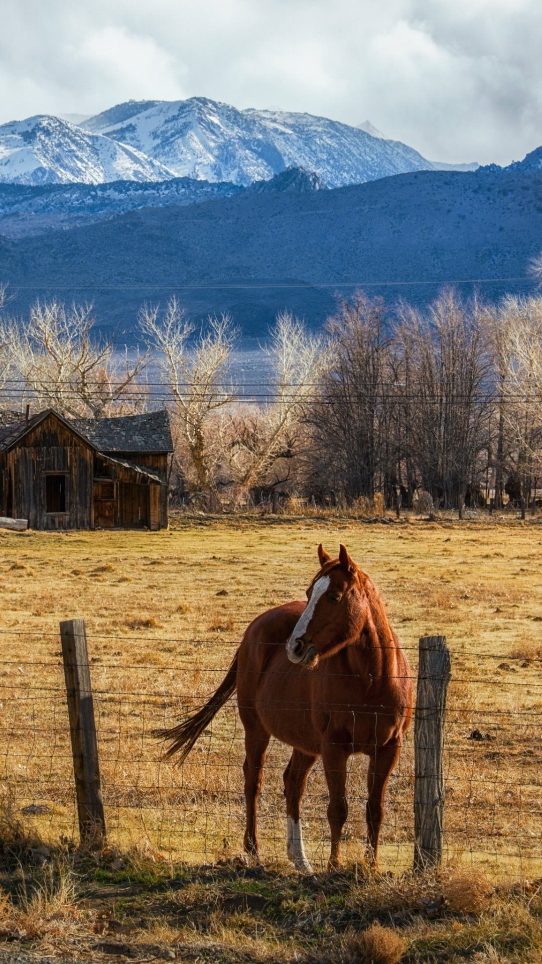 马 草原 奔跑 棕色 苹果手机高清壁纸 1080x19