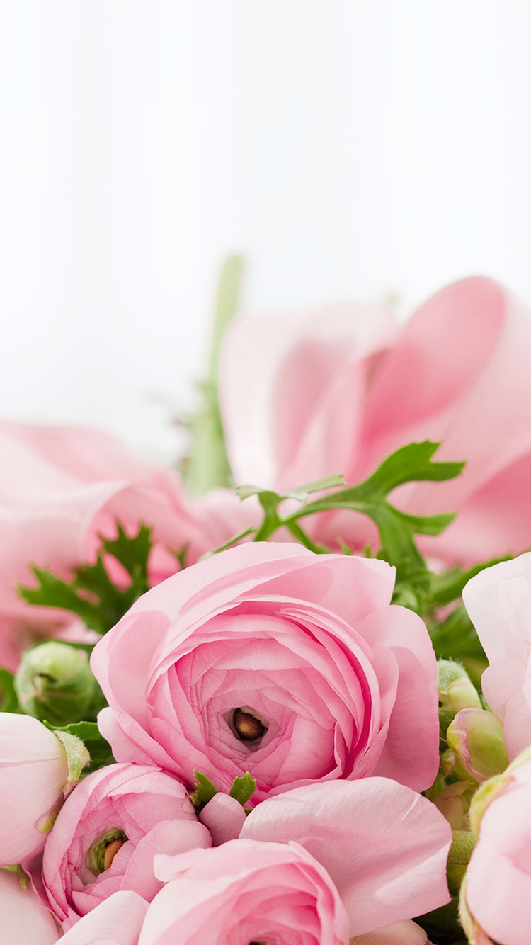 玫瑰 粉色 鲜花 浪漫 唯美 苹果手机高清壁纸 7