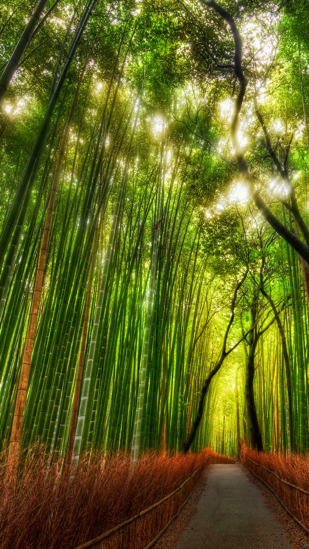 すべての花の画像 50 素晴らしい竹林 壁紙 Iphone