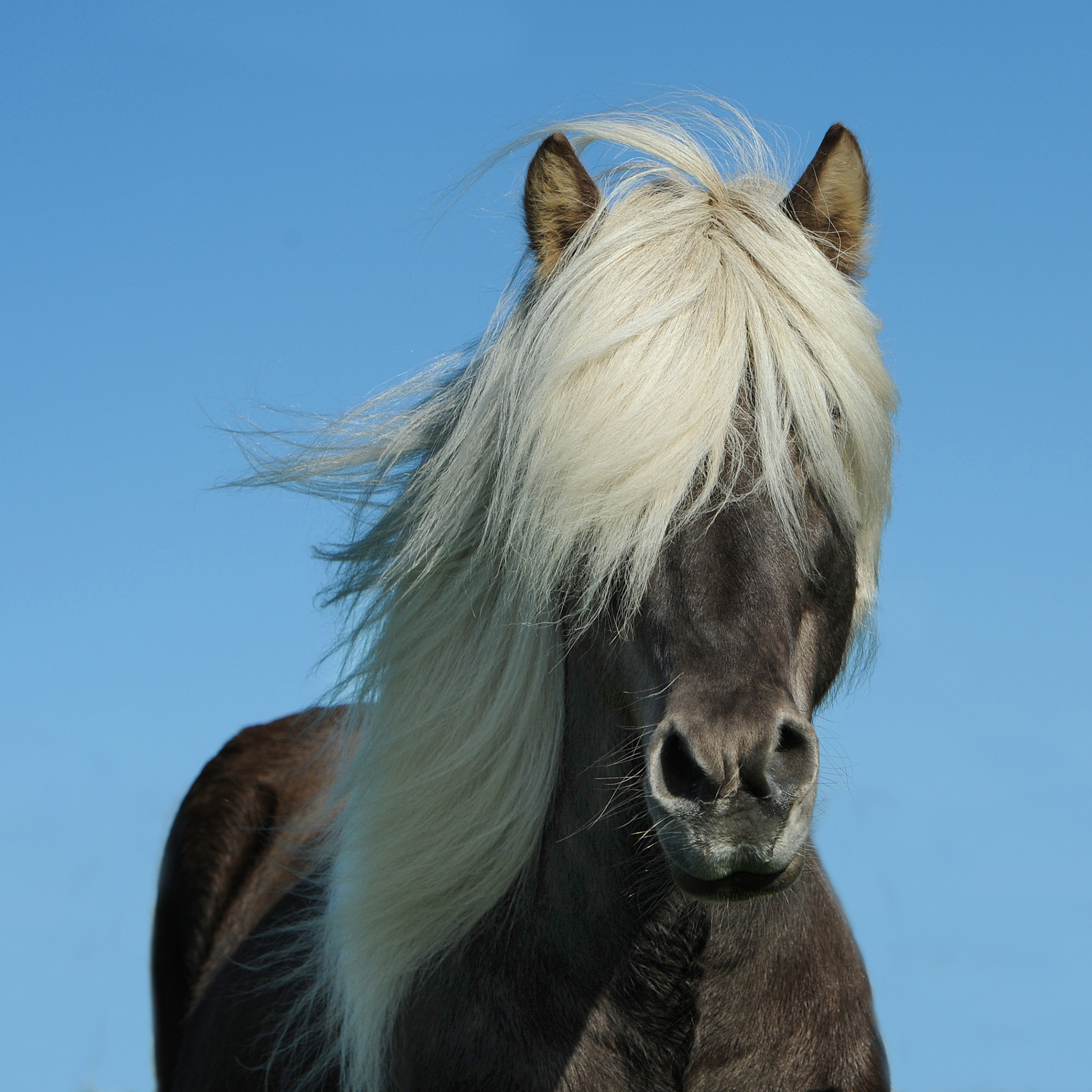 蓝色背景 黑马 白刘海 苹果手机高清壁纸 2732