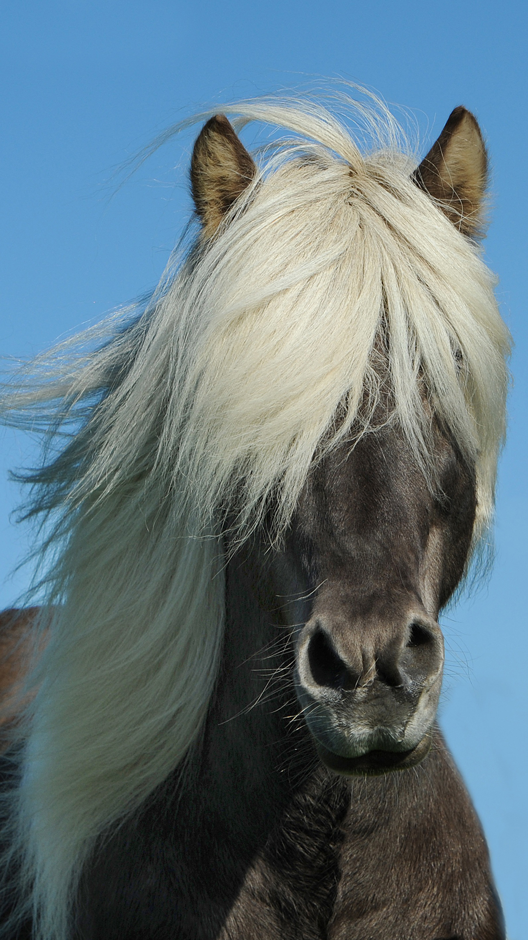 蓝色背景 黑马 白刘海 苹果手机高清壁纸 1080