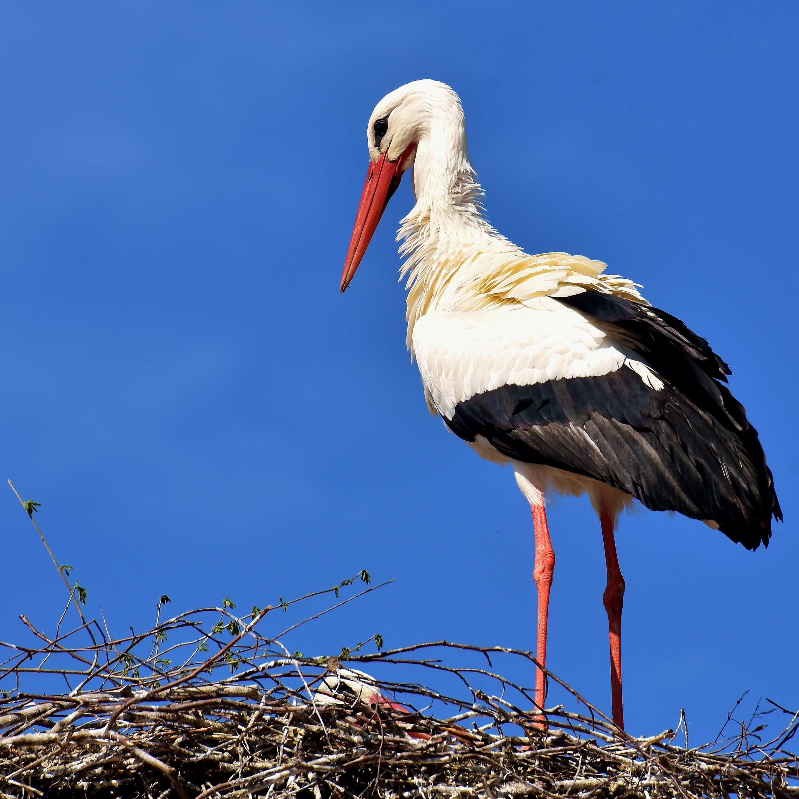 斑鳩壁紙 斑鳩壁紙 あなたのための最高の壁紙画像