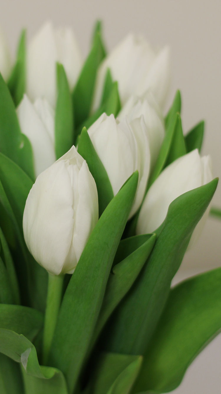 鲜花 植物 绿叶 唯美 苹果手机高清壁纸 750x13