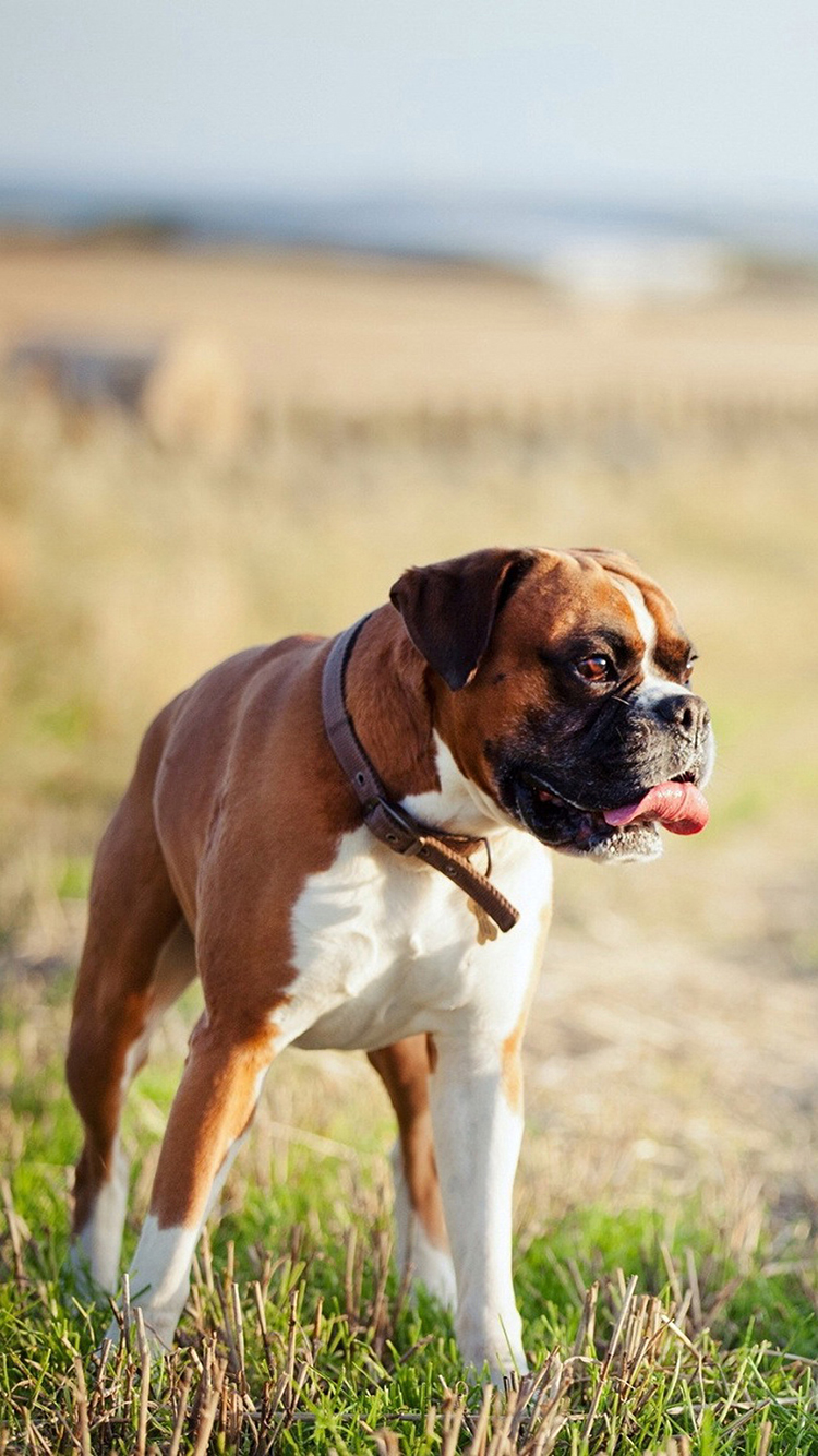 狗狗 动物 比特犬 憨厚 苹果手机高清壁纸 750x
