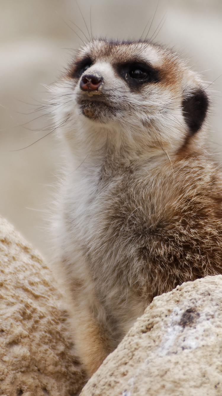 狐獴海猫猫鼬动物哺乳动物苹果手机高清壁纸750x1334 足球分析 首页