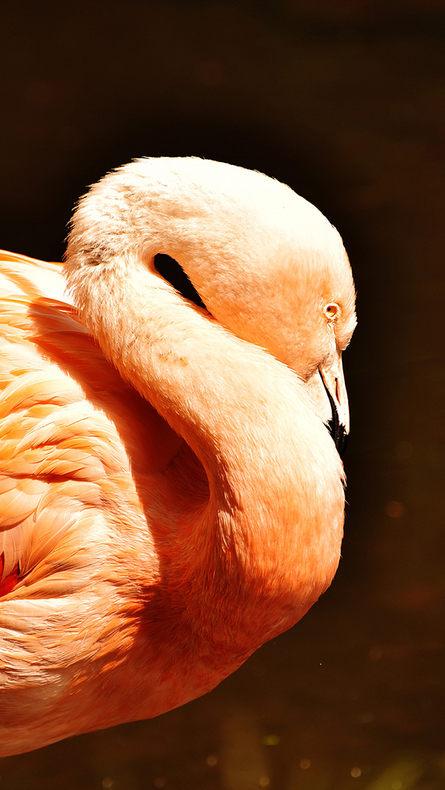 火烈鸟 红色羽毛 保护动物 苹果手机高清壁纸 6