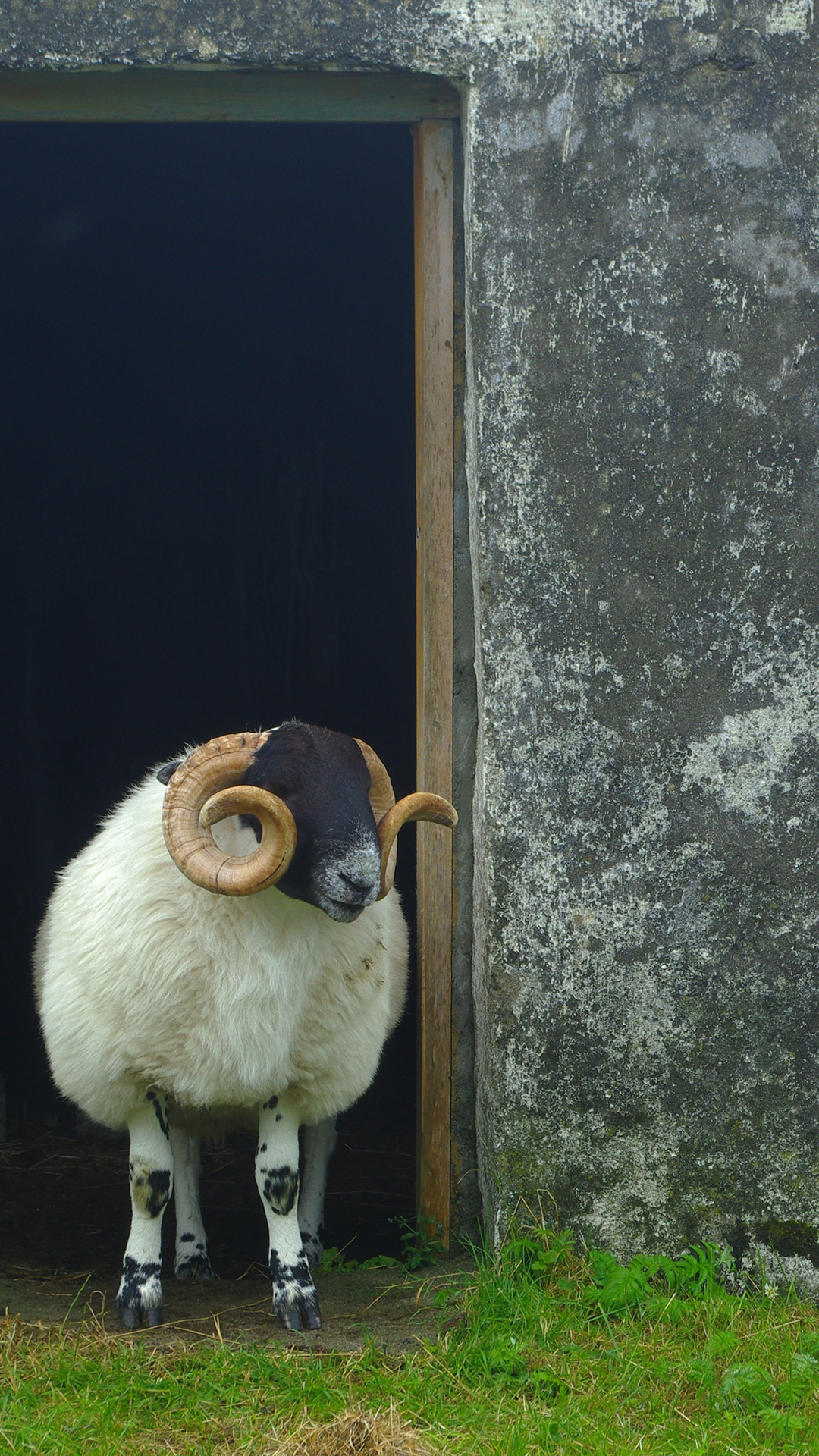 绵羊 羊角 绒毛 动物 苹果手机高清壁纸 1080x1920 - 钱柜娱乐| 首页