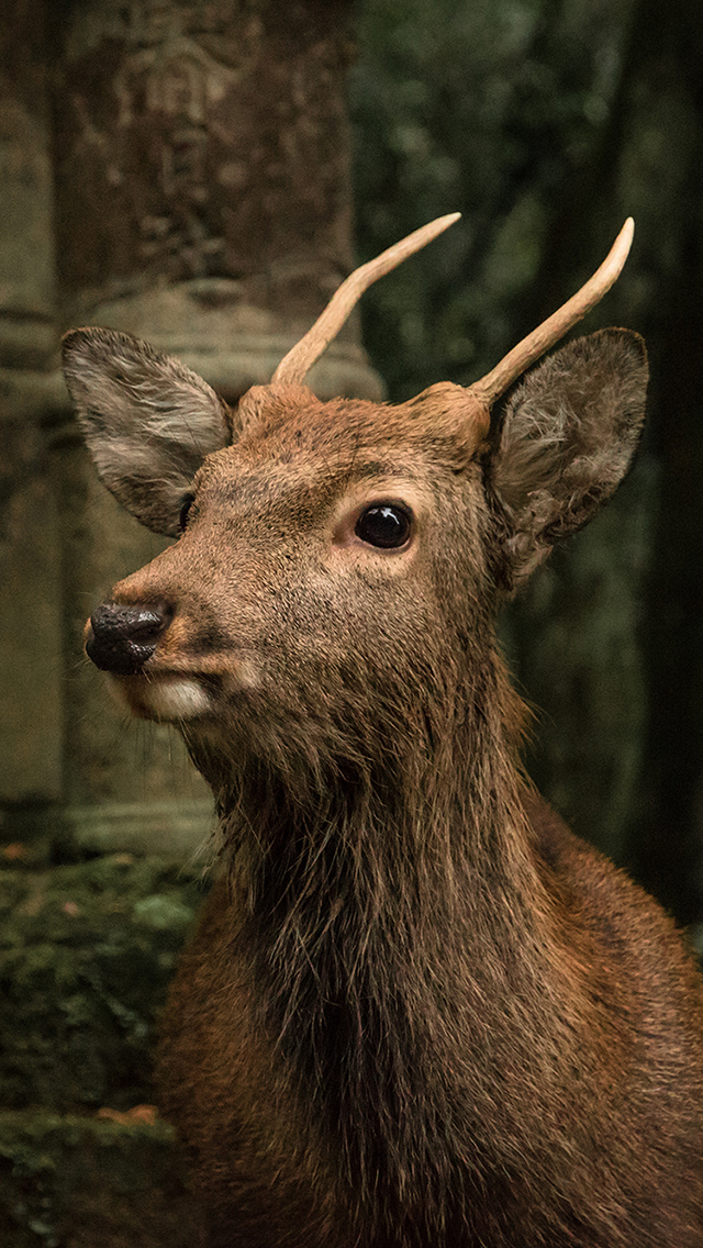 小鹿 羚角 机灵 保护动物 苹果手机高清壁纸 64