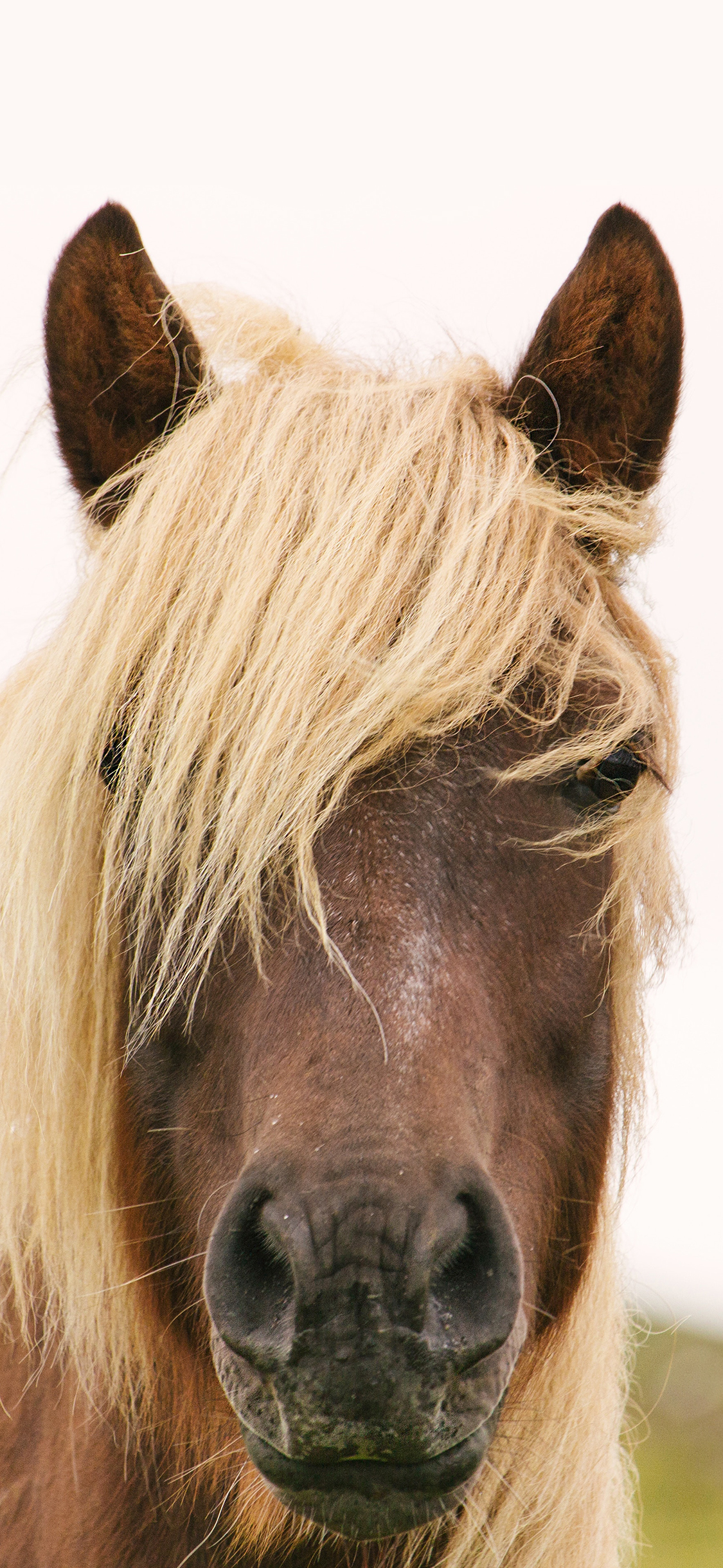 棕马 斜刘海 白色 奔跑 苹果手机高清壁纸 1125