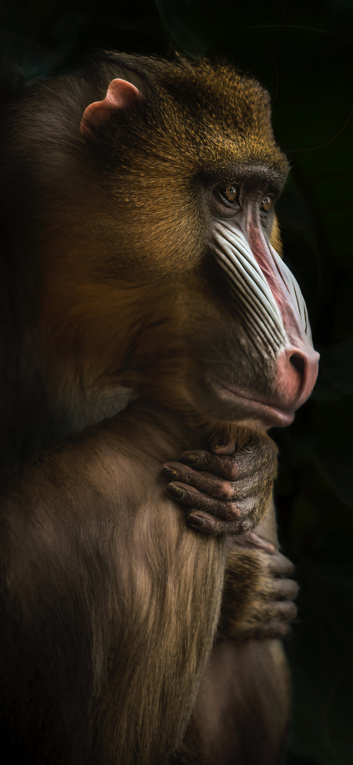 灵长类 山魈 非洲 猴科 苹果手机高清壁纸 1125x2436_爱思助手