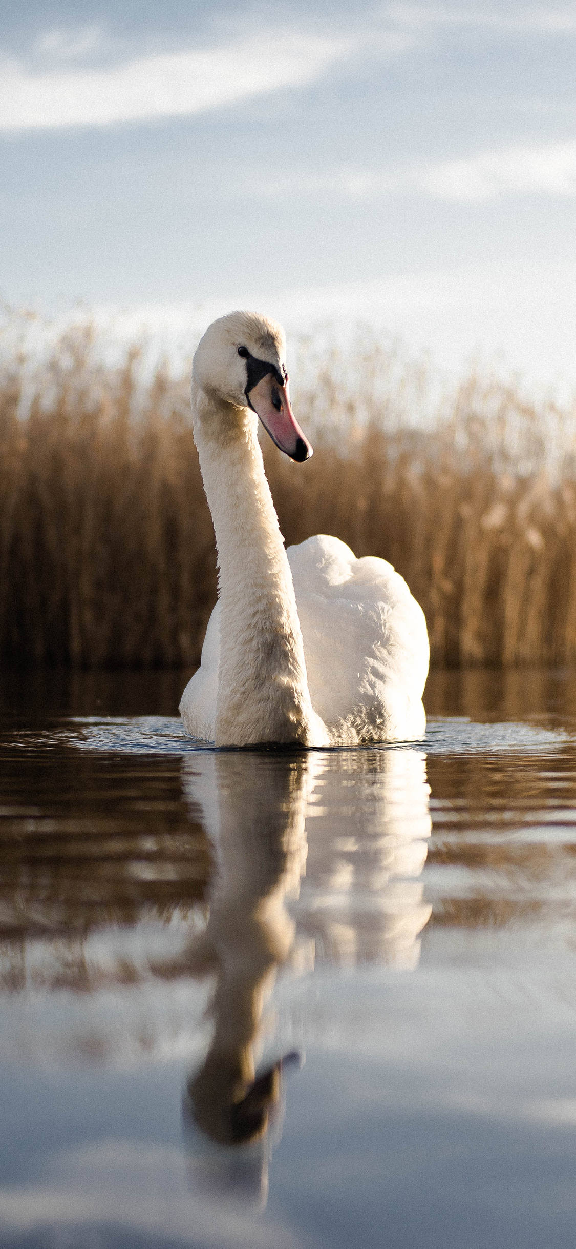 天鹅 湖水 芦苇 倒影 翅膀 苹果手机高清壁纸 1125x2436_爱思助手