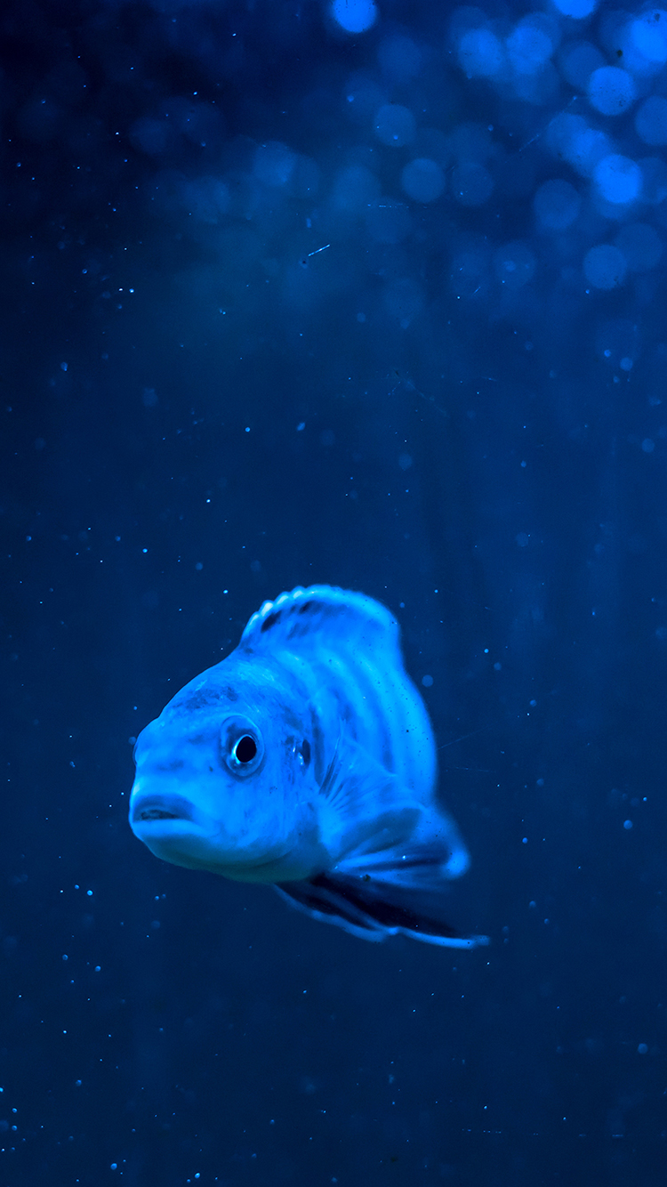 鱼深海海洋生物蓝苹果手机高清壁纸750x1334 必威体育 首页
