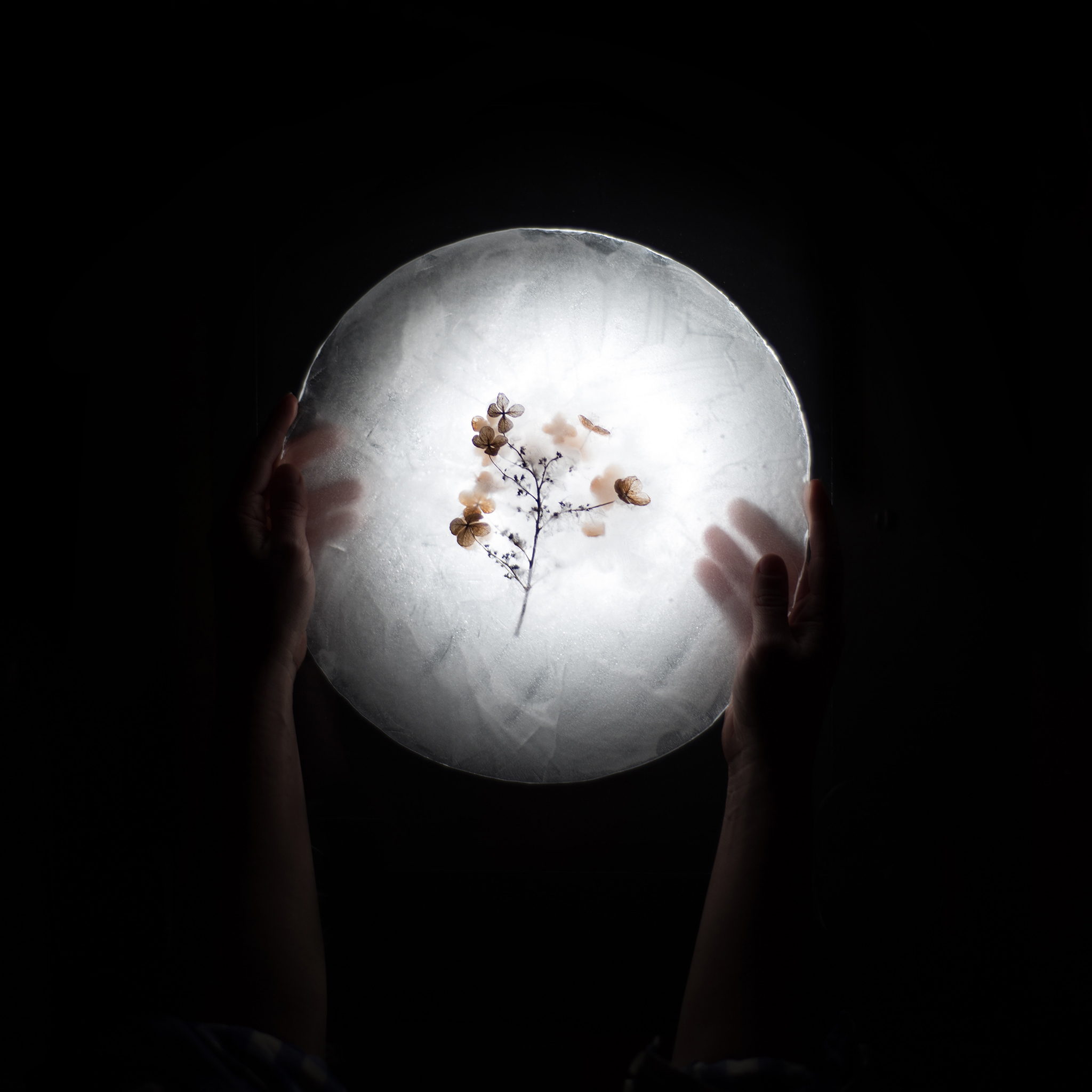 冰块 枝叶 干枯 冰块 苹果手机高清壁纸 2048x2