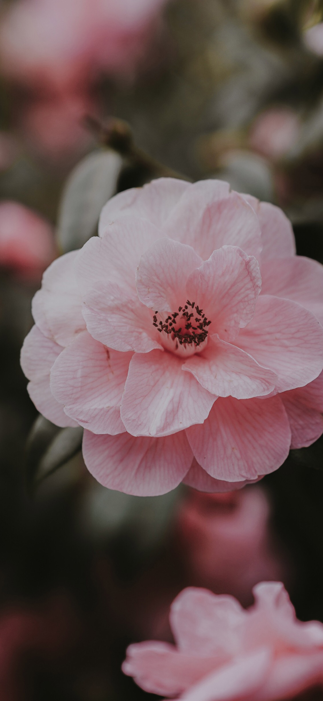 鲜花 粉色 盛开 唯美 春天 苹果手机高清壁纸 1125x2436_爱思助手