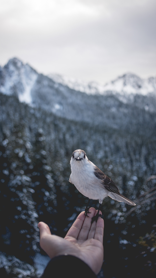 元の鴉 壁紙 花の画像