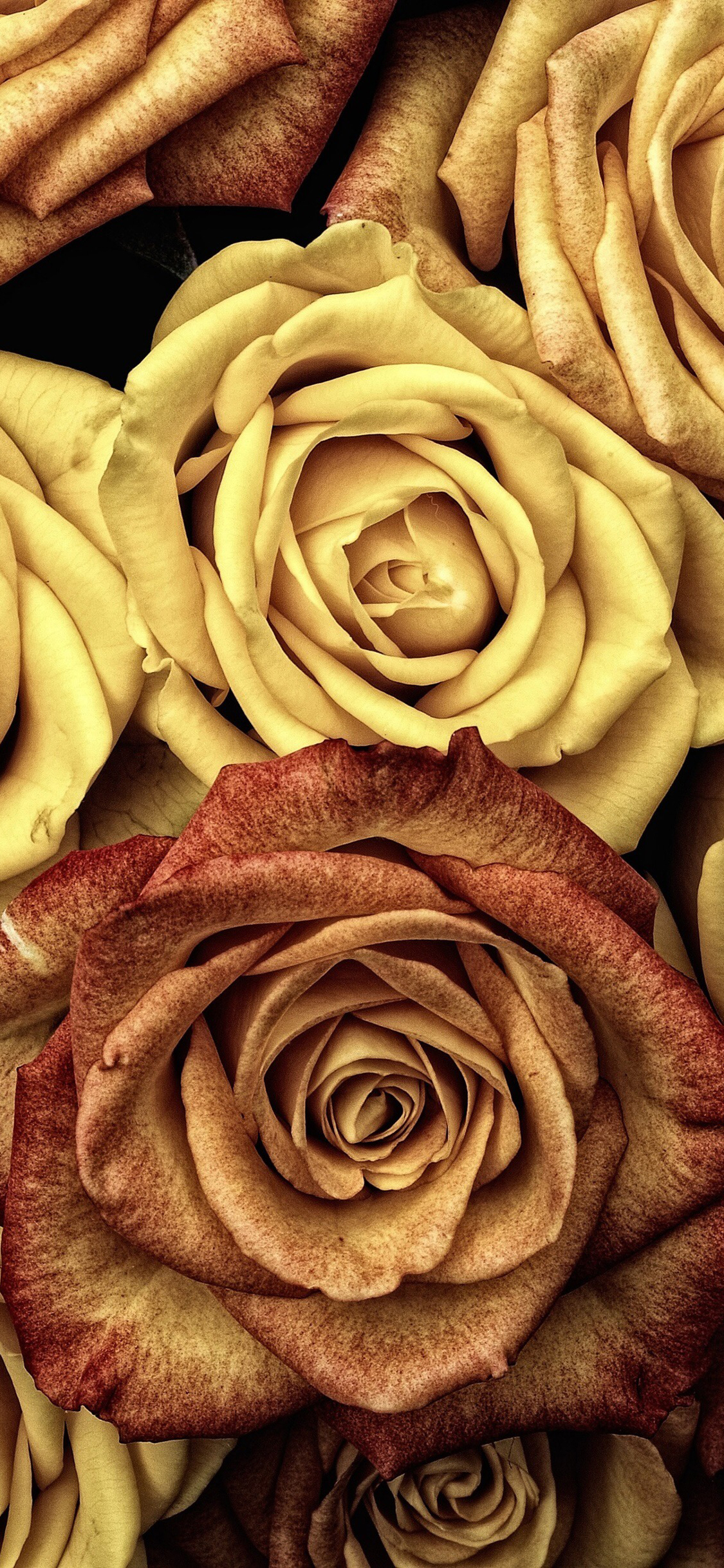 玫瑰 鲜花 黄色 盛开 浪漫 苹果手机高清壁纸 1125x2436_爱思助手