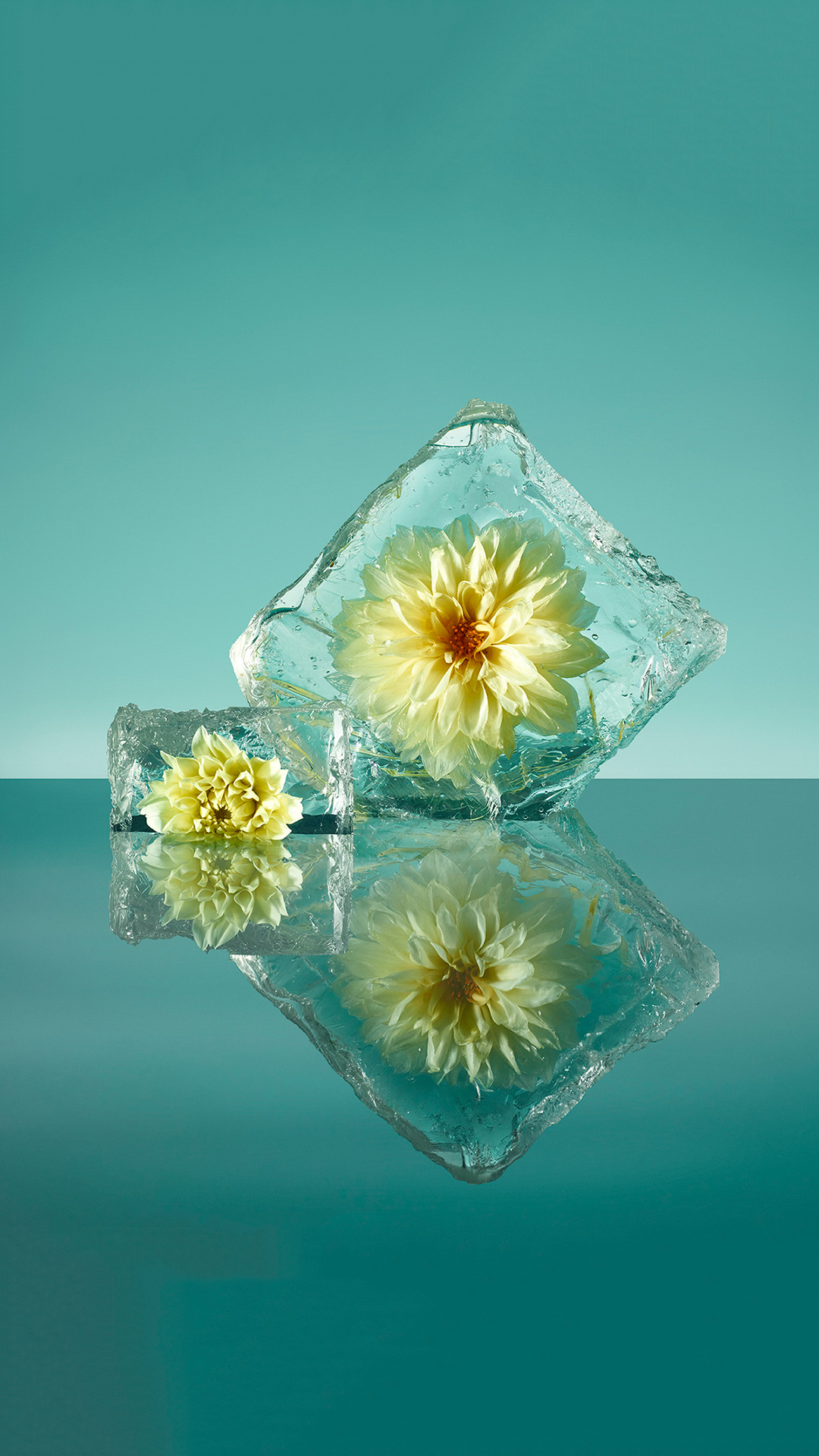 白色 鲜花 绽放 冰块 苹果手机高清壁纸 1080x1