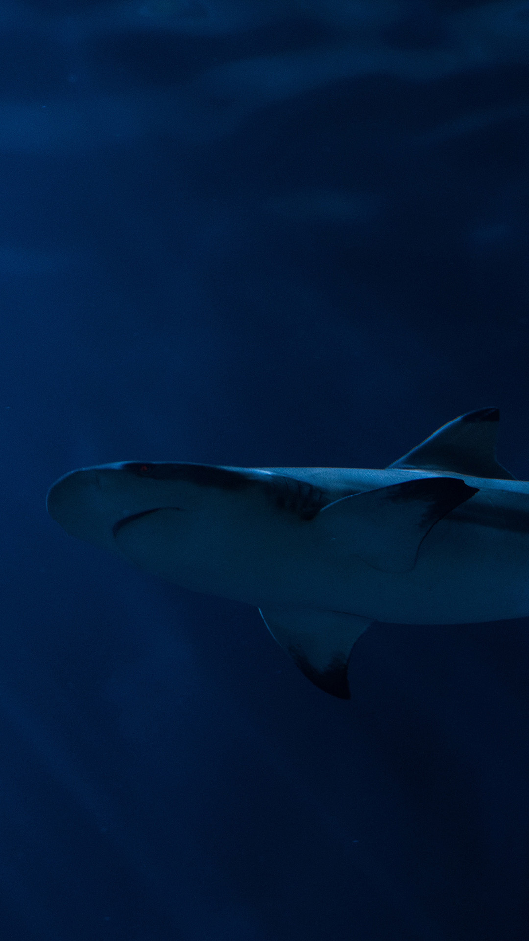 鲨鱼海洋生物海底猛兽凶猛蓝色深海苹果手机高清壁纸1080x1920