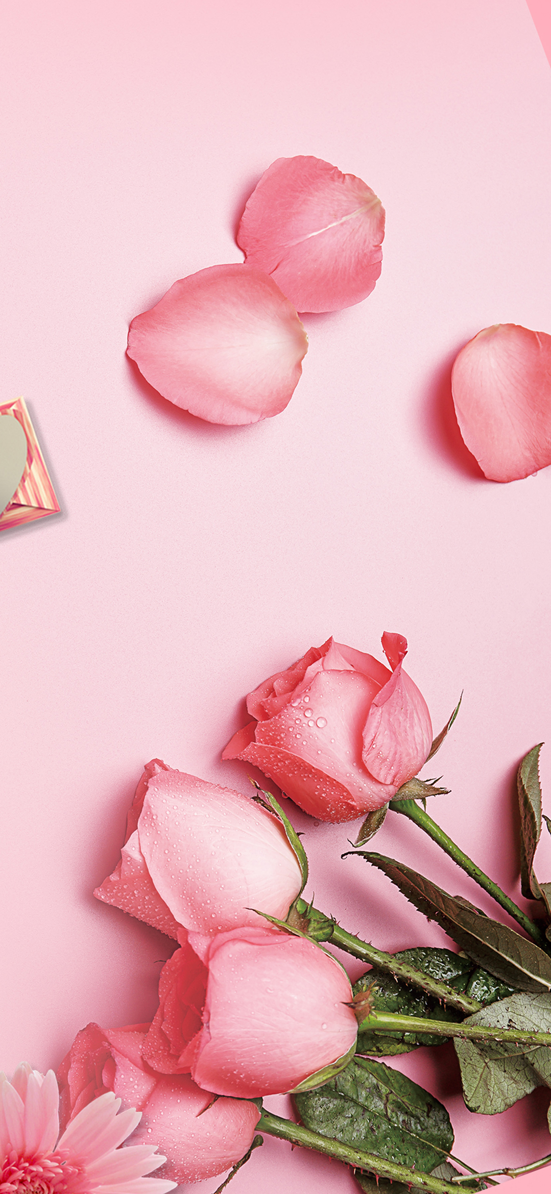 鲜花 玫瑰 花朵 花瓣 散落 苹果手机高清壁纸 1125x2436_爱思助手