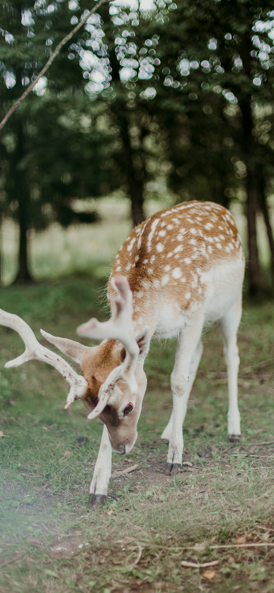 鹿 梅花鹿 鹿角 户外 苹果手机高清壁纸 1125x2436_爱思助手