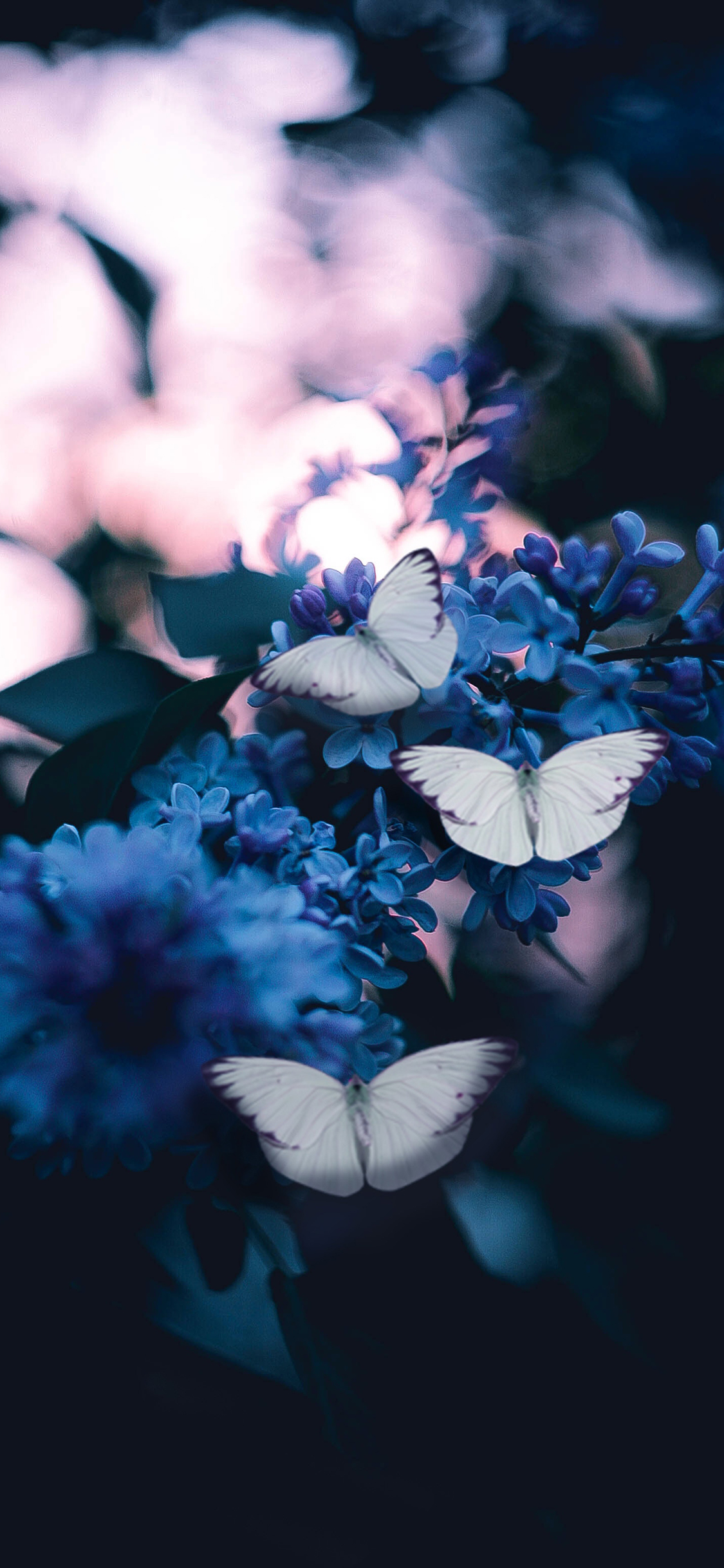 蝴蝶 昆虫 鲜花 花朵 苹果手机高清壁纸 1125x2436_爱思助手